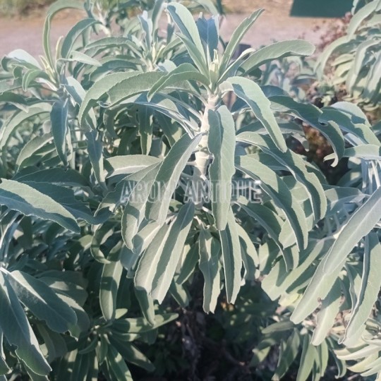 Sauge blanche (Salvia apiana)