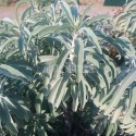 Sauge blanche (Salvia apiana)