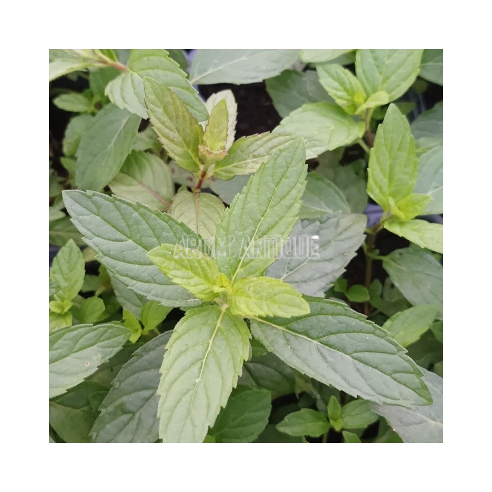 Menthe japonaise