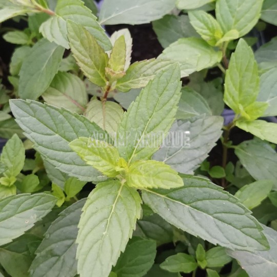 Menthe japonaise