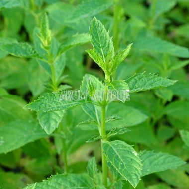 Menthe japonaise 2
