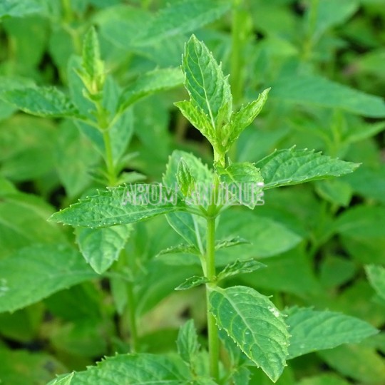 Menthe japonaise