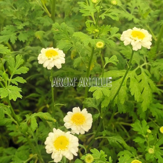 Grande camomille à fleurs doubles