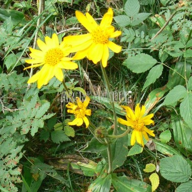 Arnica montana en fleurs