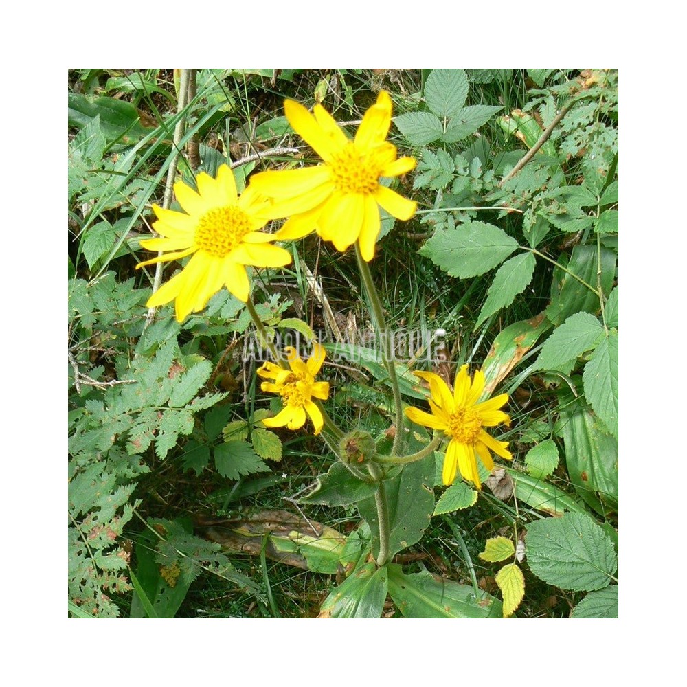 Arnica montana en fleurs