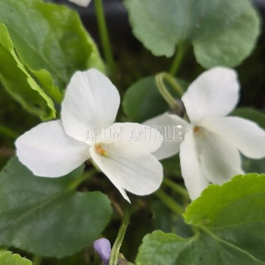fleurs de violette blanche