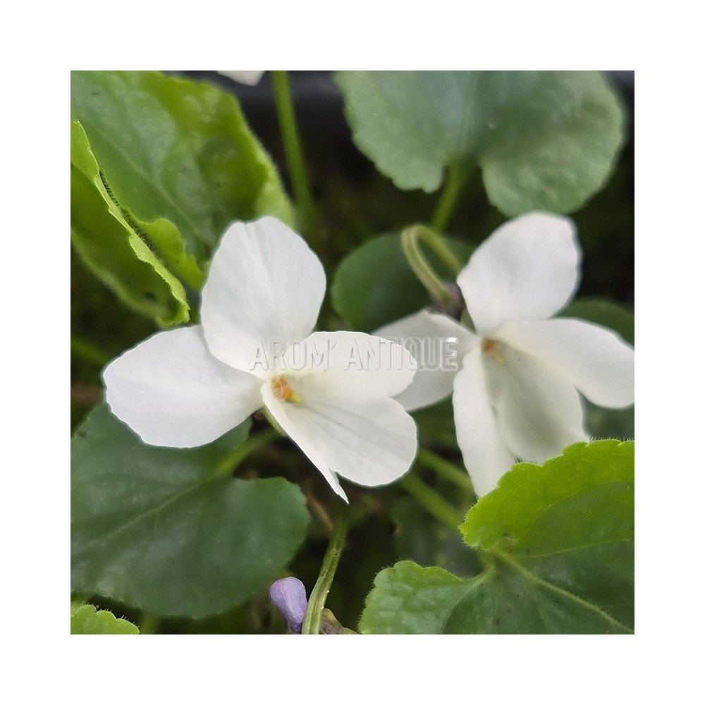 fleurs de violette blanche