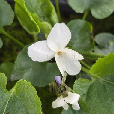 fleurs de violette blanche 2