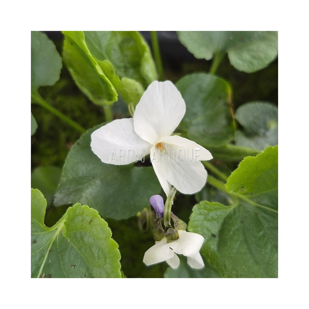 violette blanche en fleurs