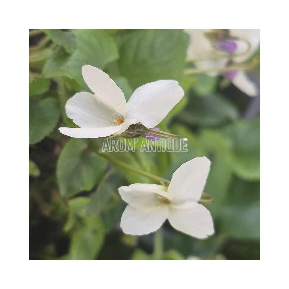 Violette blanche (Viola alba)