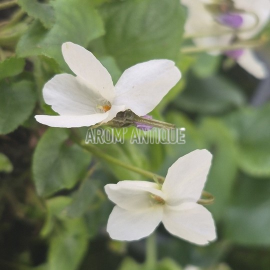 Violette blanche (Viola alba)