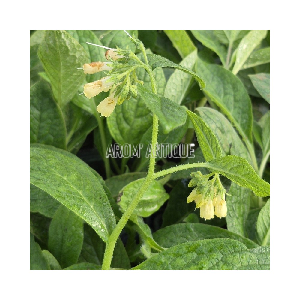 Consoude tubéreuse, Symphytum tuberosum, Arom'antique.