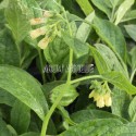 Consoude tubéreuse, Symphytum tuberosum, Arom'antique.