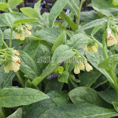 Consoude tubéreuse, Symphytum tuberosum, Arom'antique. 2