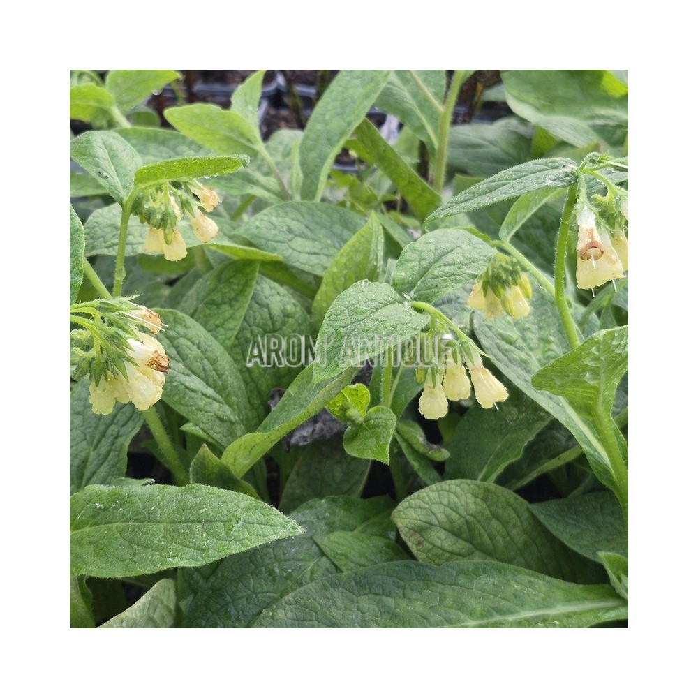 Consoude tubéreuse, Symphytum tuberosum, Arom'antique.