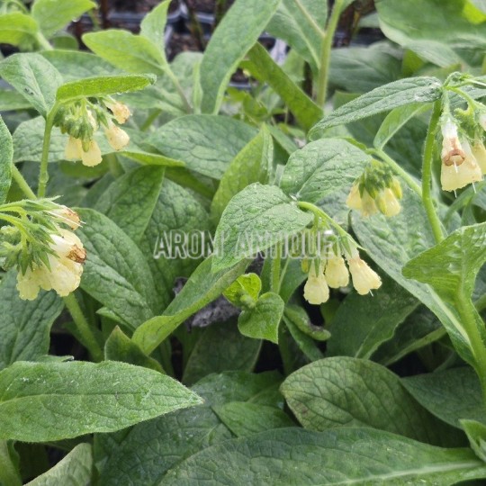 Consoude tubéreuse, Symphytum tuberosum, Arom'antique.