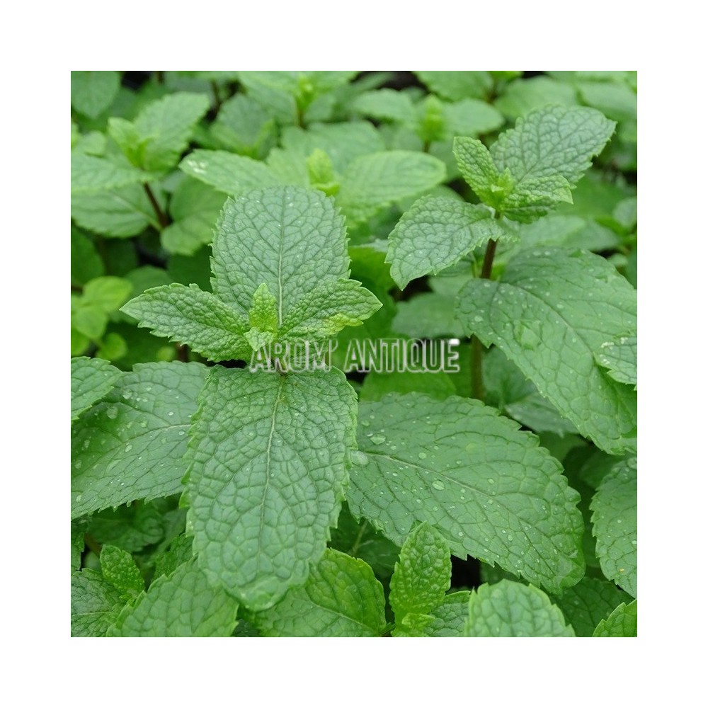 feuilles de menthe verte de la Drôme