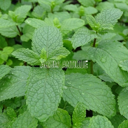 feuilles de menthe verte de la Drôme