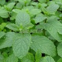 feuilles de menthe verte de la Drôme