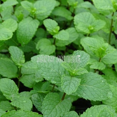 feuilles de menthe verte de la Drôme 2