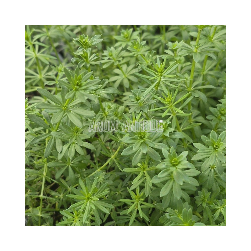 Aspérule des teinturiers bio, Asperula tinctoria, Arom'antique
