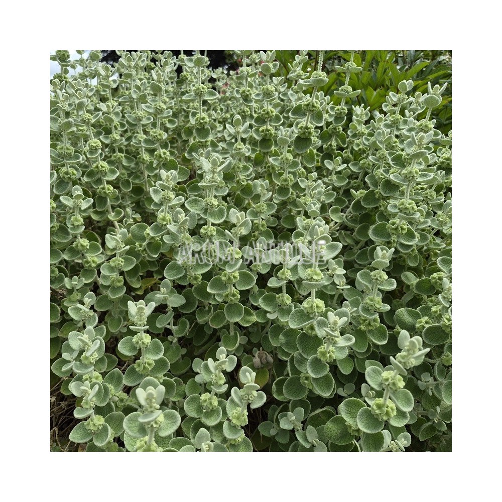 Ballote bio, faux dictamne, Ballota pseudodictamnus, Arom'antique.