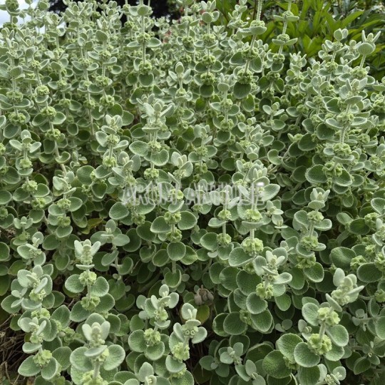 Ballote bio, faux dictamne, Ballota pseudodictamnus, Arom'antique.