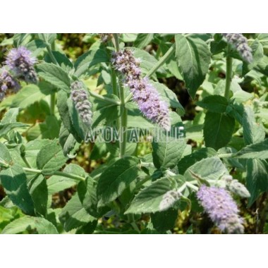 Menthe buddleia 2