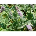 Menthe buddleia