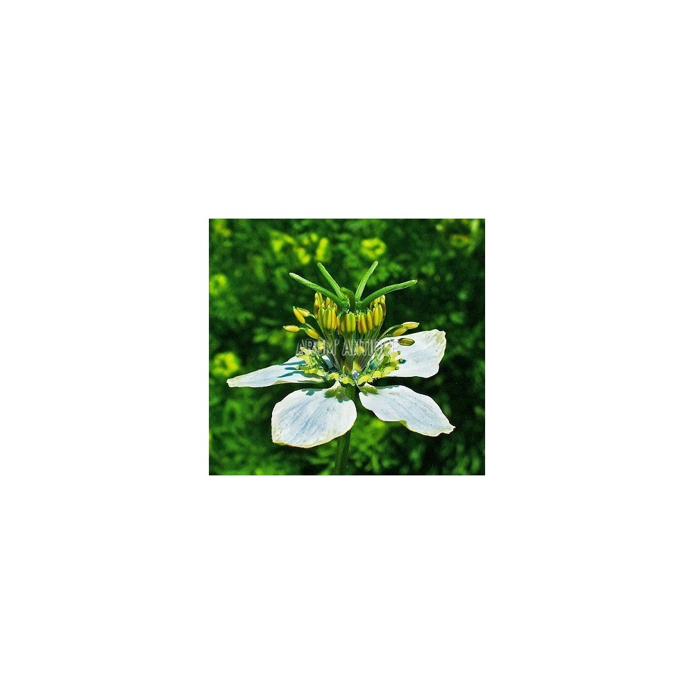 Nigelle aromatique