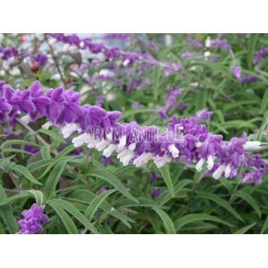 Sauge leucantha 2