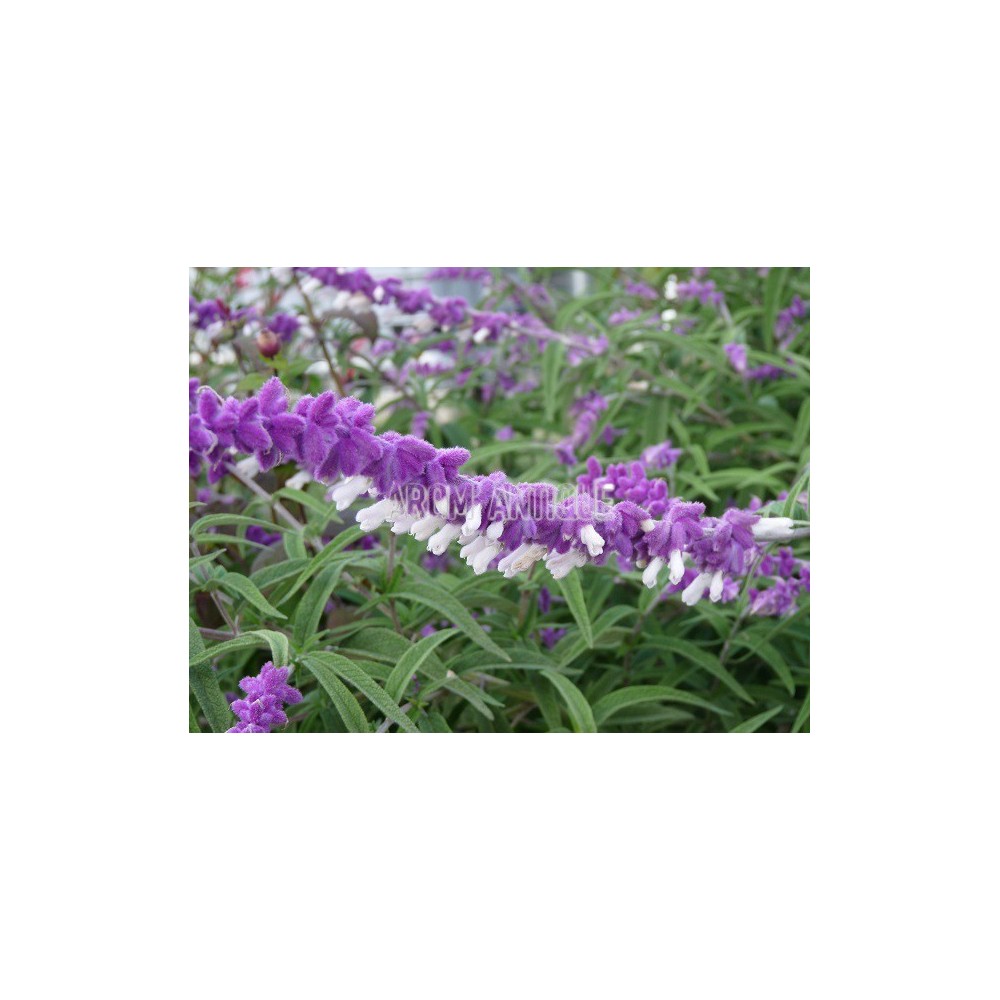 Sauge leucantha