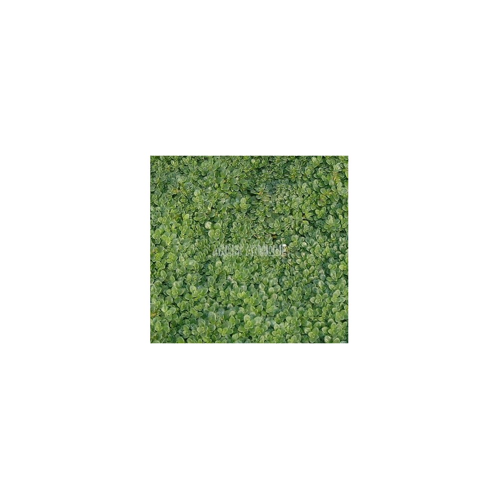 Thym elfin