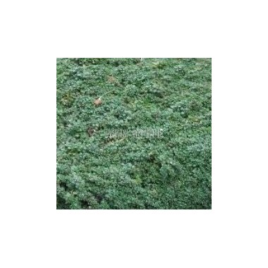 Thym elfin 2