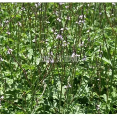 verveine officinale 2