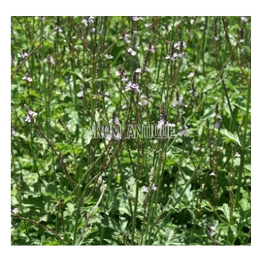 Verveine officinale