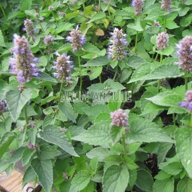 Agastache anisée Bio