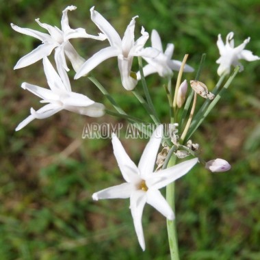 Ail d'Afrique du Sud à fleurs blanches Bio