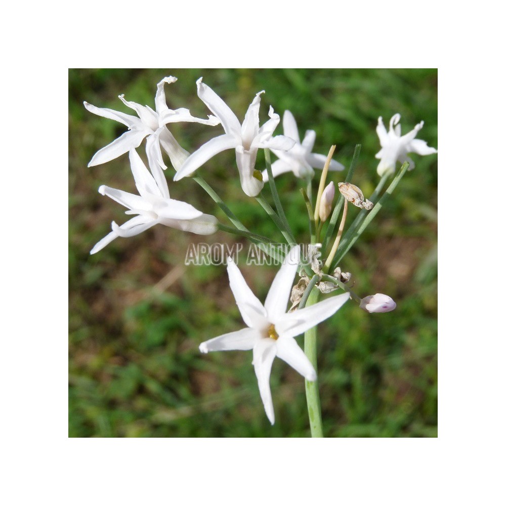 Ail d'Afrique du Sud à fleurs blanches