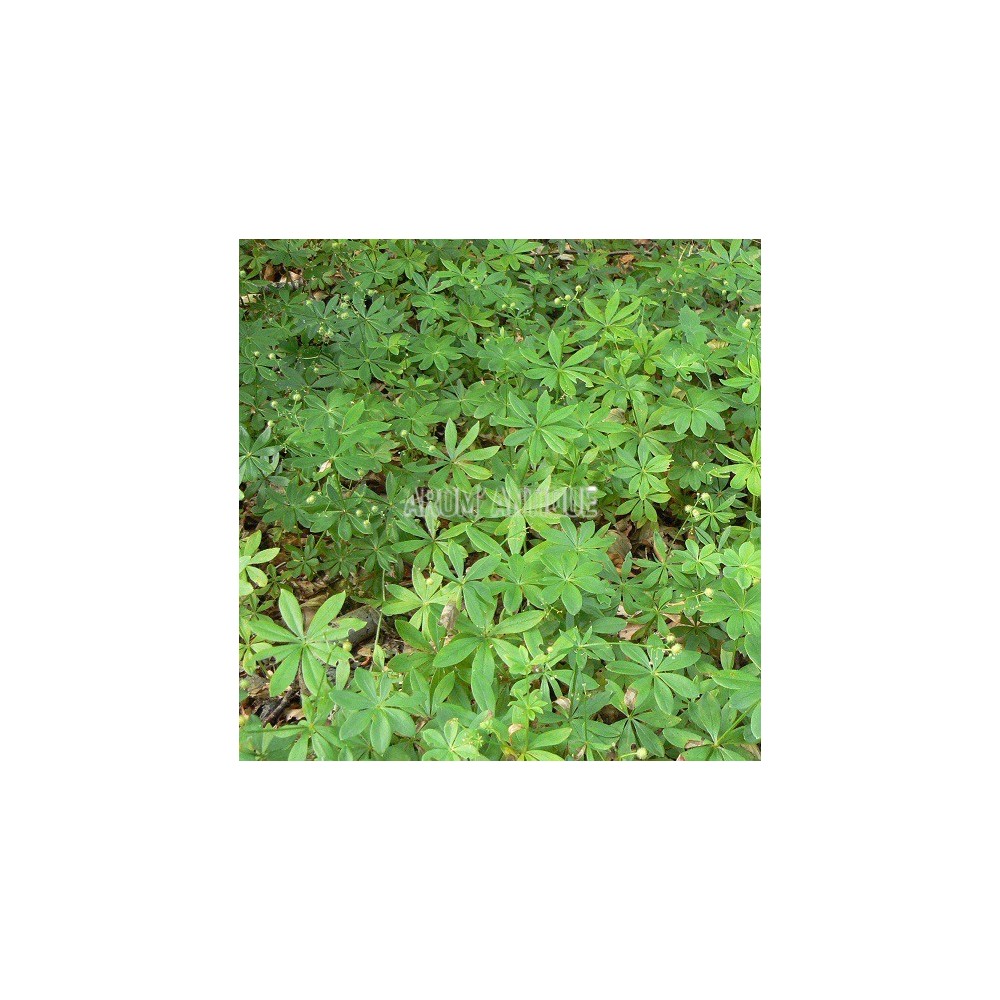 Aspérule odorante