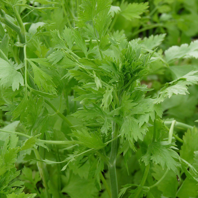 anis vert pimpinella anisum arom antique 450 aromatiques bio