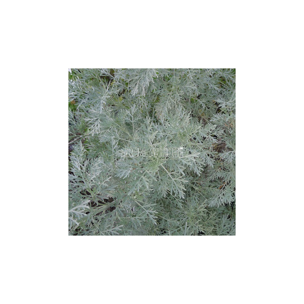 Armoise 'Powis Castel'