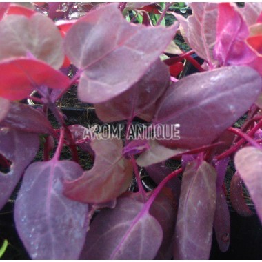 Arroche pourpre bio, Atriplex hortensis 'Rubra', Arom'antique. 2