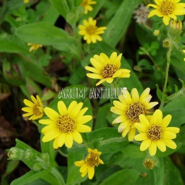 Arnica américaine 2