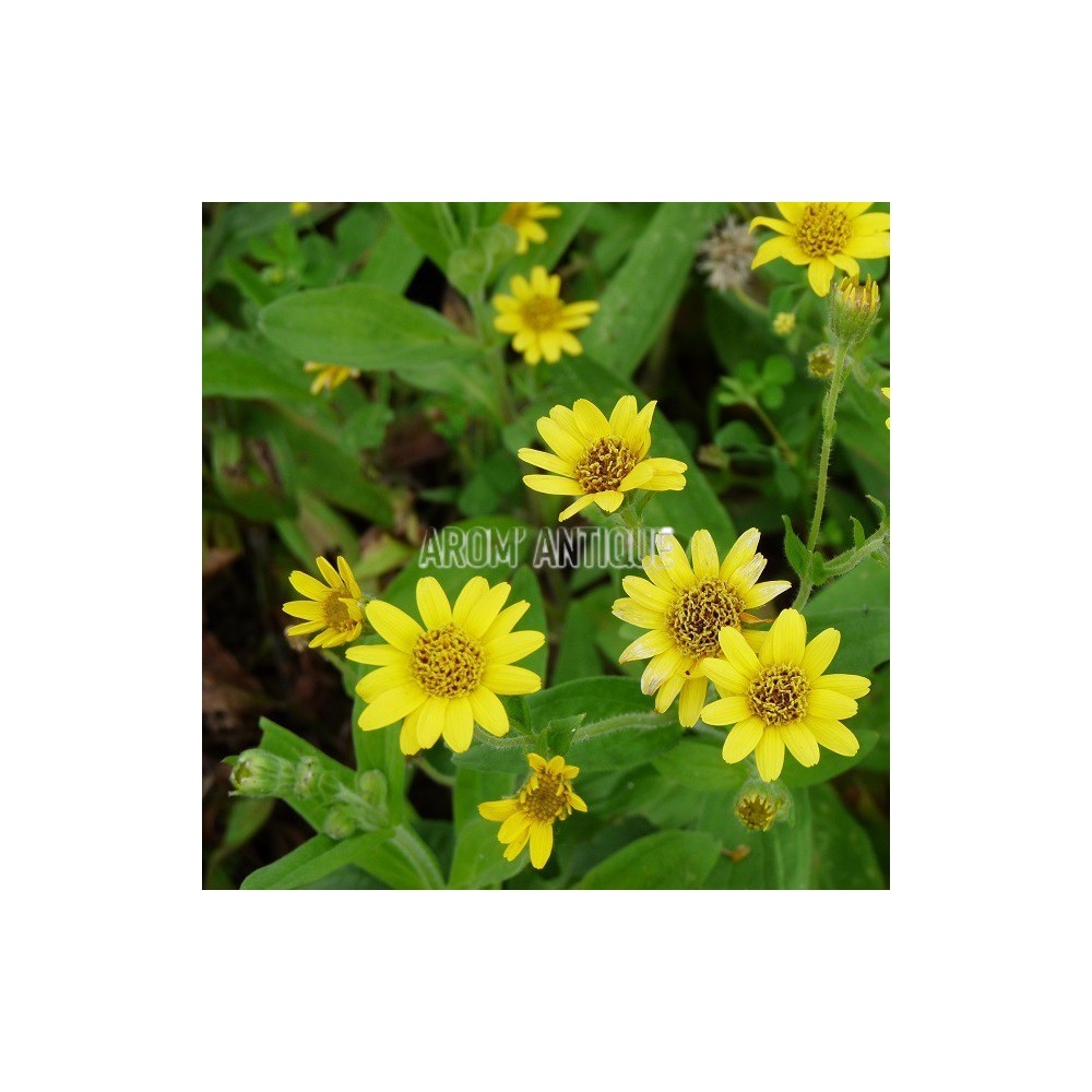 Arnica américaine