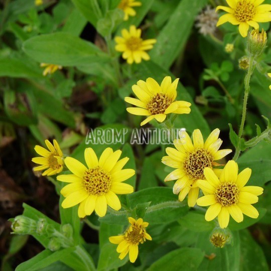 Arnica américaine