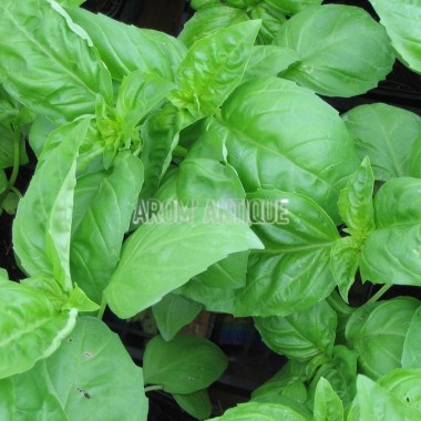 Basilic vert Bio