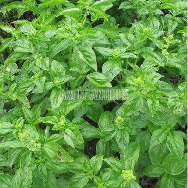 Basilic vert Bio 2