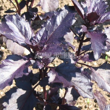 Basilic pourpre 2