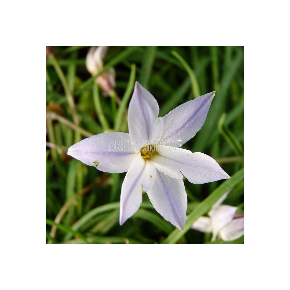 Ail des Incas à fleurs bleues